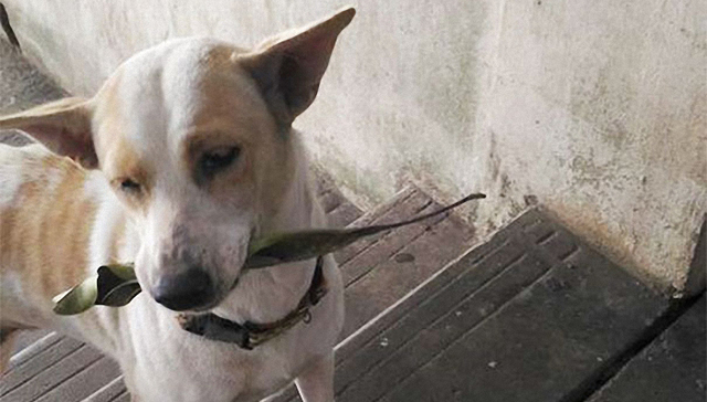 流浪狗的报恩故事