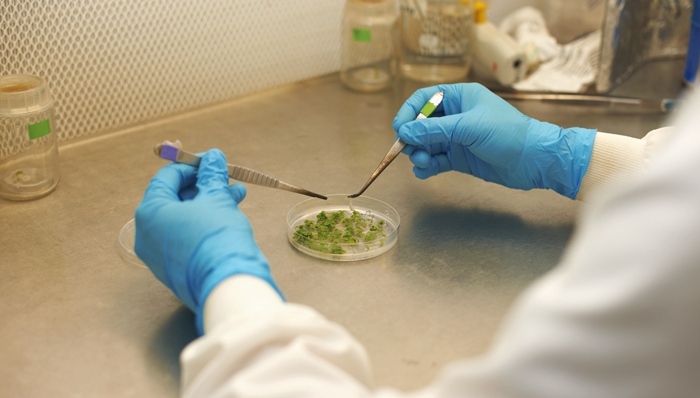 英国,名校,造假,抄袭