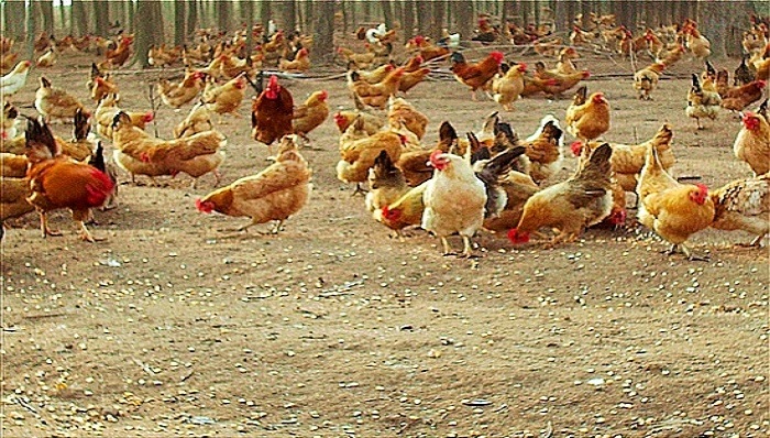 H7N9重创家禽业致百亿亏损 行业协会冀望出台补贴政策