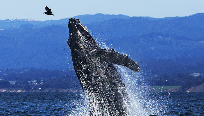 抹香鲸,虎鲸,鲸类,掠食者,人心魄,战争,捕猎,上帝之手,大白鲨,抢跑
