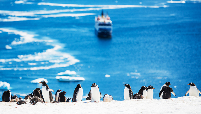 南极游真要那么贵？飞猪又要做“鲶鱼”搅动高端旅游