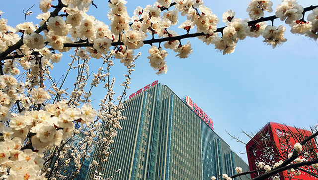 中石化,雄县,巨头