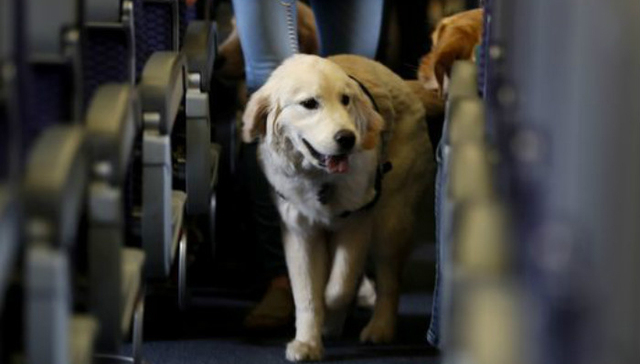 纽瓦克机场萌犬来袭 它们可是身负重任的导盲犬