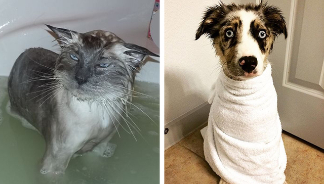 宠物洗澡，真是又尬又萌