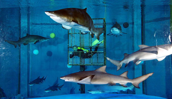 大连圣亚,资金链,项目建设期,大连旅游,项目投资额,承压,大白鲸,旅游地产,资金需求,营收