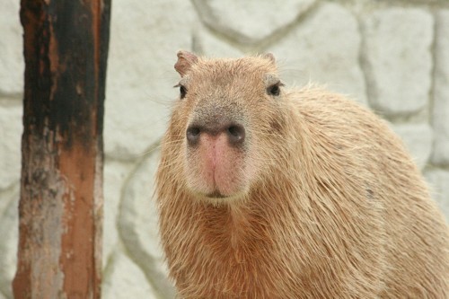 水豚怎么这么淡定啊