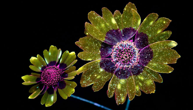 原来花朵还有不为人知的光彩