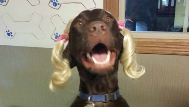 你让男朋友带你的猫去剪毛，然后……