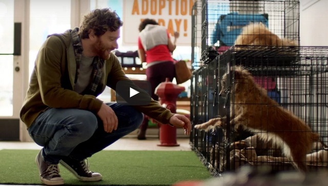 单身汪想要忘掉前任 一家地产公司的广告说干脆养条狗吧