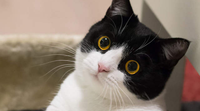 吸猫，还是黑猫警长好