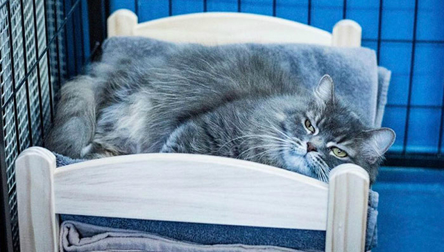 宜家给流浪猫捐了一批玩具床