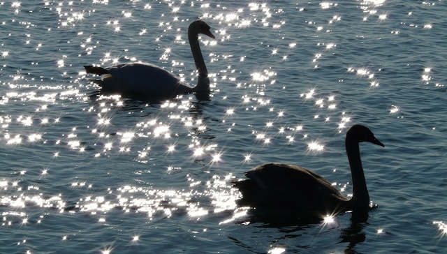 地方新闻精选|毒杀290只天鹅  9名涉案人员被公诉