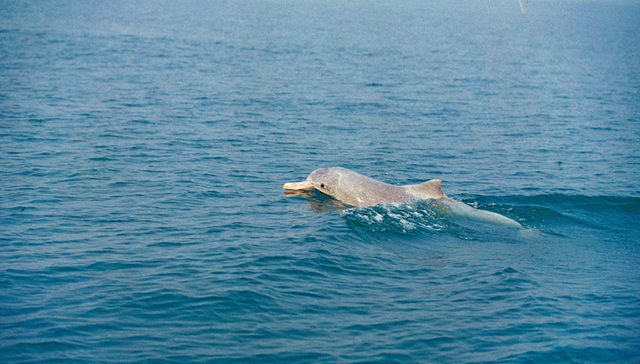 珠海被宰杀贩卖的“白忌鱼”系中华白海豚 渔民或被追究刑责