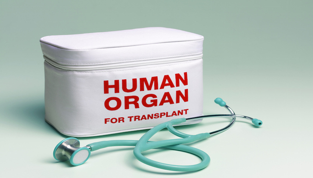 英国开创全球首例！用“猪器官”来治疗人类出生缺陷