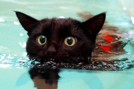 丧心病狂，你们竟然让猫游泳减肥？！