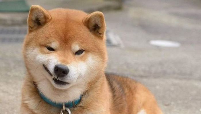 柴犬,汪星人,表情包