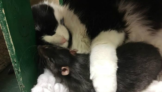 这只老鼠竟然和猫成了好朋友…