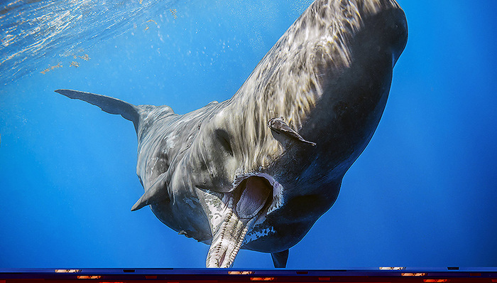 默林娱乐集团,SEA,LIFE海洋探索中心,景点运营