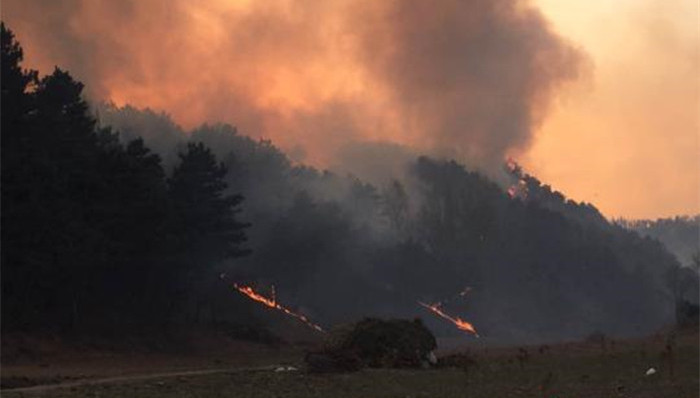 承德县,森林山火,三家镇西兴村