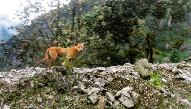 本来想找猪，结果竟发现了灭绝物种