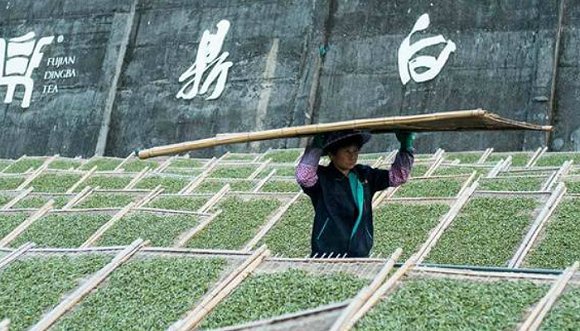 福鼎,王传意,白茶