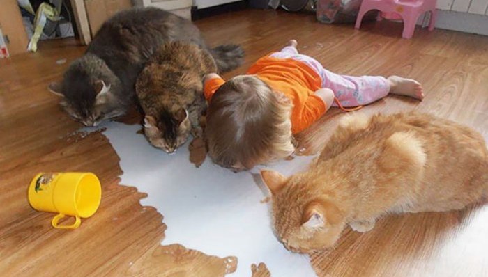 孩子,宠物,捣乱,搞笑