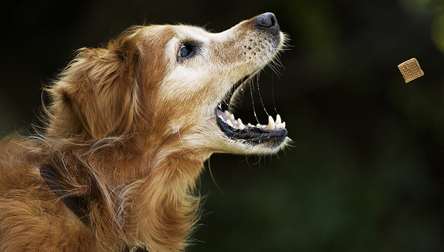 本土宠物食品公司佩蒂股份创业板上市 它将如何突破外资品牌重围