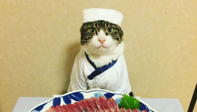 猫凹起造型来真是。。