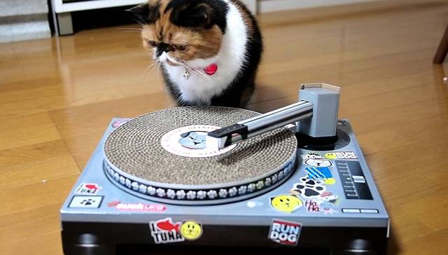 猫抓板到底有毛用啊