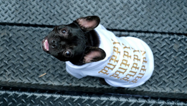 【是日美好事物】给宠物穿的潮牌Pawkier OFF-WHITE的混凝土质感U盘