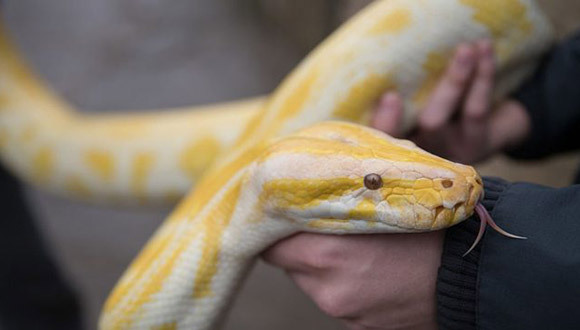 巨蟒,ISIS,脱欧游