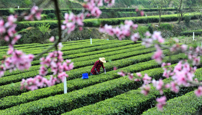 当美丽乡村遇上特色小镇：归于文化，活于产业