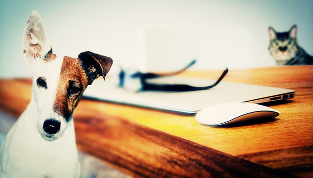 宠物用品更赚钱 销售过亿的佩蒂股份转板上市获批