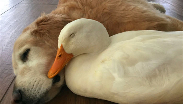 大金毛：我最好的朋友是只鸭子