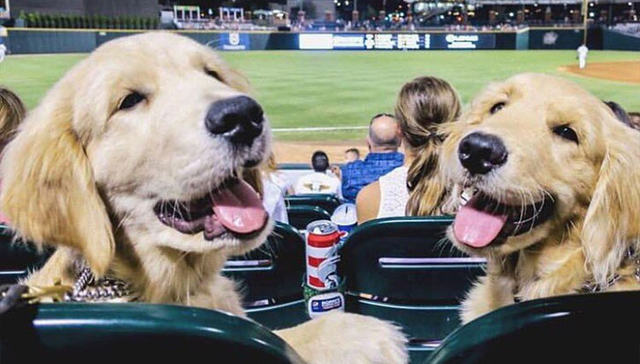 狗狗真是太治愈了