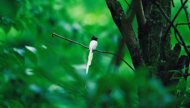 植物园,开园,就地保存,湿地恢复,秦岭,国家林业局,十一,生态保护,蔷薇园,专类园