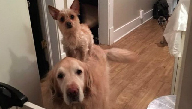 看完我也好想有个哥哥