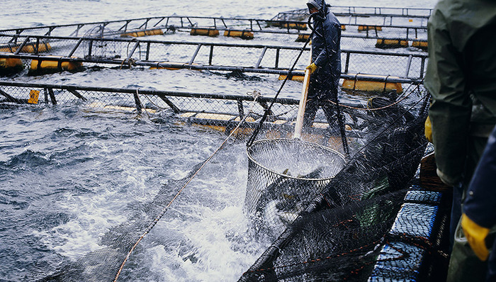 鳀鱼,吃素,水产养殖业,罗非鱼,饲料配方,恒兴,三文鱼,海洋生态系统,渔业