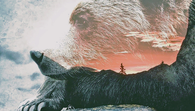 加拿大BC省,战利品狩猎,观熊旅游