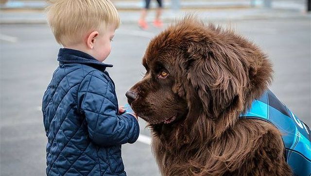 狗和猪都是能缓解乘机紧张感的机场动物理疗师，现在连马也是了