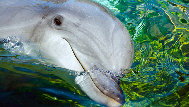 在水族馆与海豚告别：从古代神话图腾，到现代娱乐产品