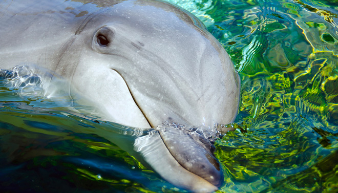 动物保护,思想武器