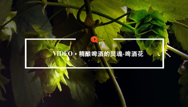 Quality Video | 逛遍啤酒吧，不识啤酒花