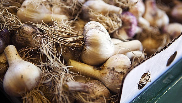 卓创,蒜薹,金乡大蒜,鲜蒜,农户,大蒜种植,华夏时报,新发地,蒜你狠,行情