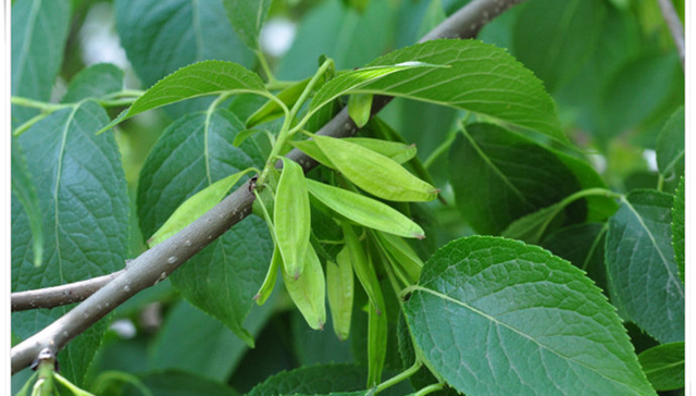 云南在全国首发省级物种红色名录  三七、杜仲已野外绝灭