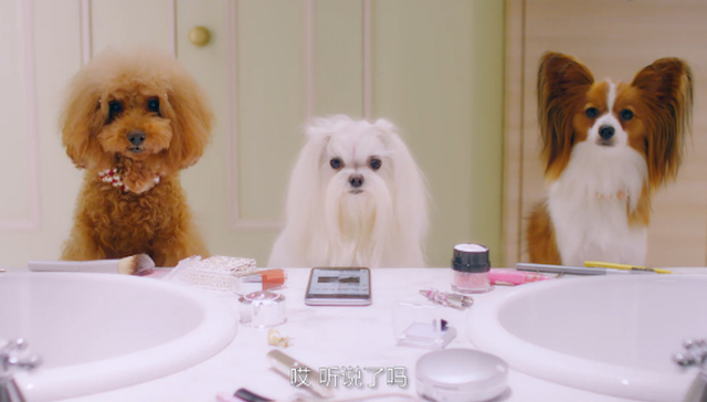 搜狗的产品广告 真的找了狗狗来代言