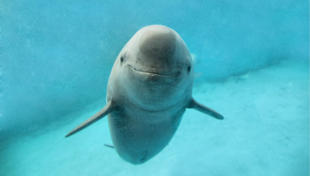 环保部,环评,江豚