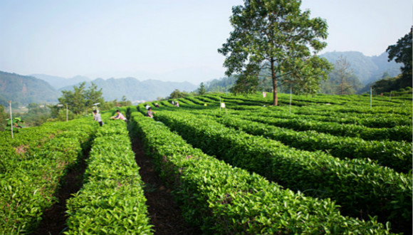科普帖：你知道在茶园里都用什么防治害虫吗？