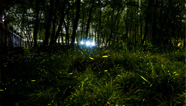 淘宝网,萤火虫,环保组织