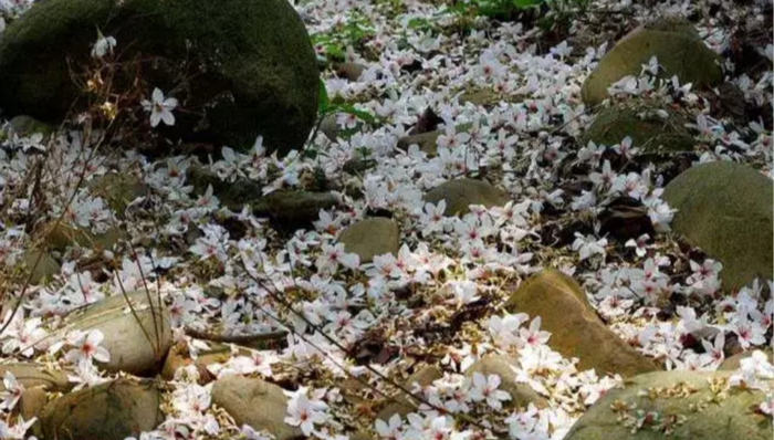 “桐花祭”,台湾休闲农业巅峰之作